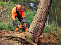 Best Tree Risk Assessment  in Beaver, UT